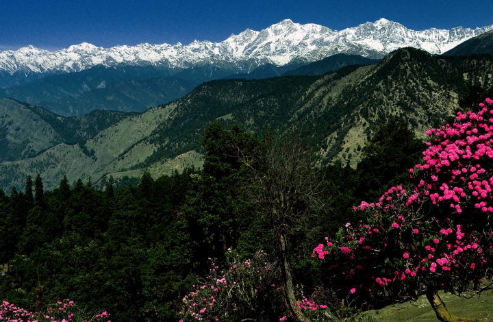 Chopta Resort alpine meadow Himalayan view